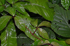 Tetrastigma leucostaphylum